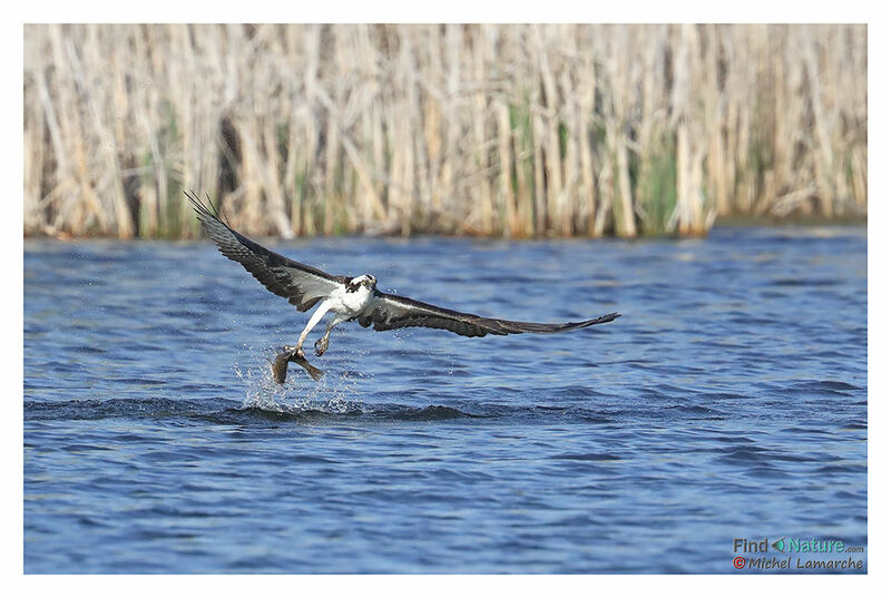 Western Osprey, Flight, fishing/hunting