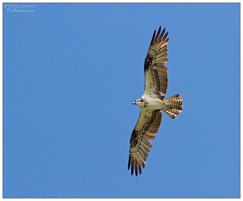 Osprey, Flight