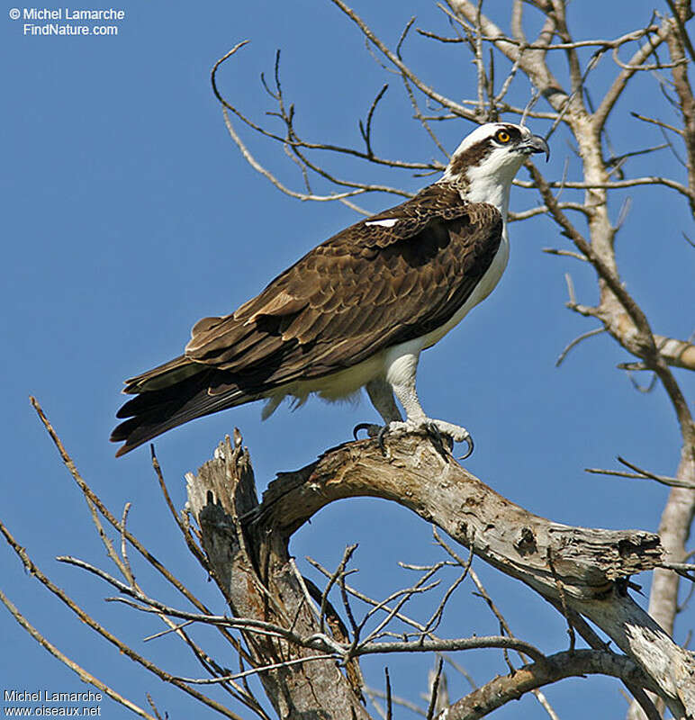 Osprey male adult, identification
