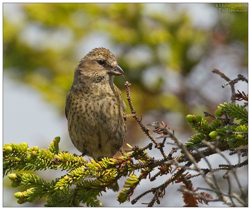 Two-barred Crossbill female adult