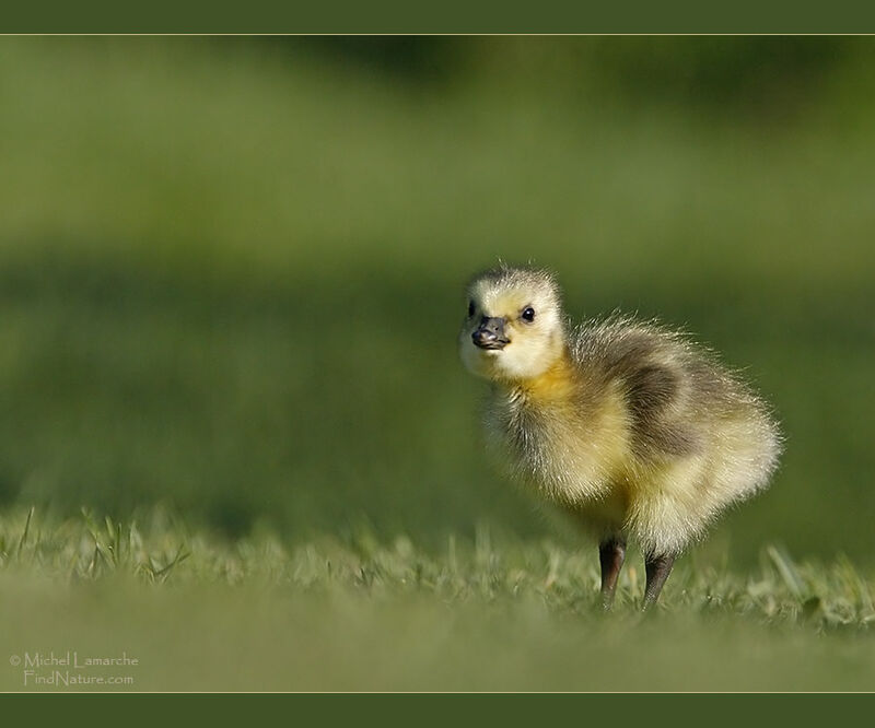 Canada Goosejuvenile