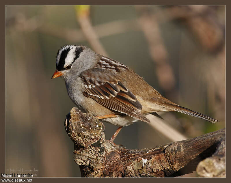 White-crowned Sparrowadult, identification