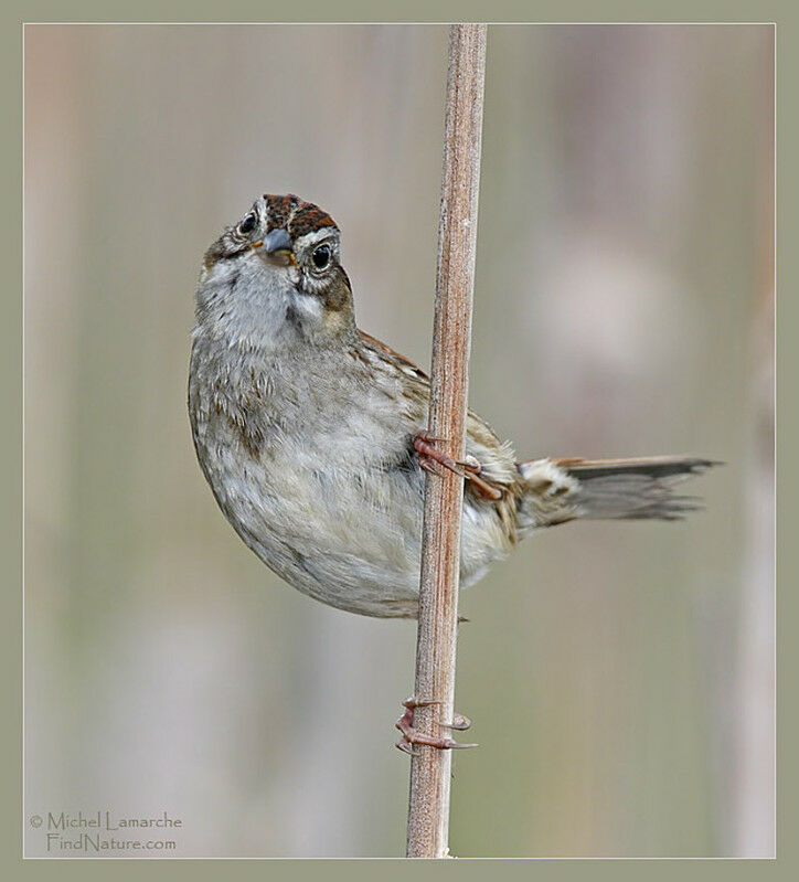 Swamp Sparrow