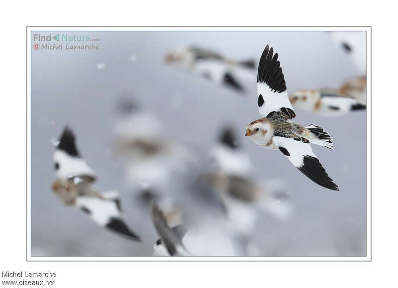 Snow Bunting male adult post breeding, Flight