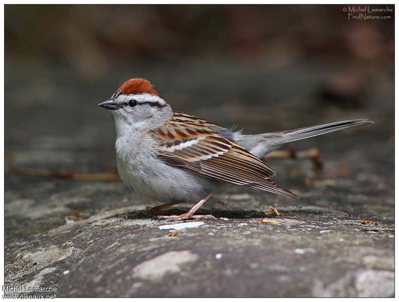 Chipping Sparrowadult breeding, identification