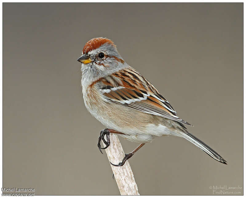 American Tree Sparrowadult breeding, identification