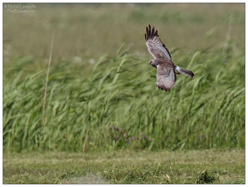 Northern Harrier male adult, Flight