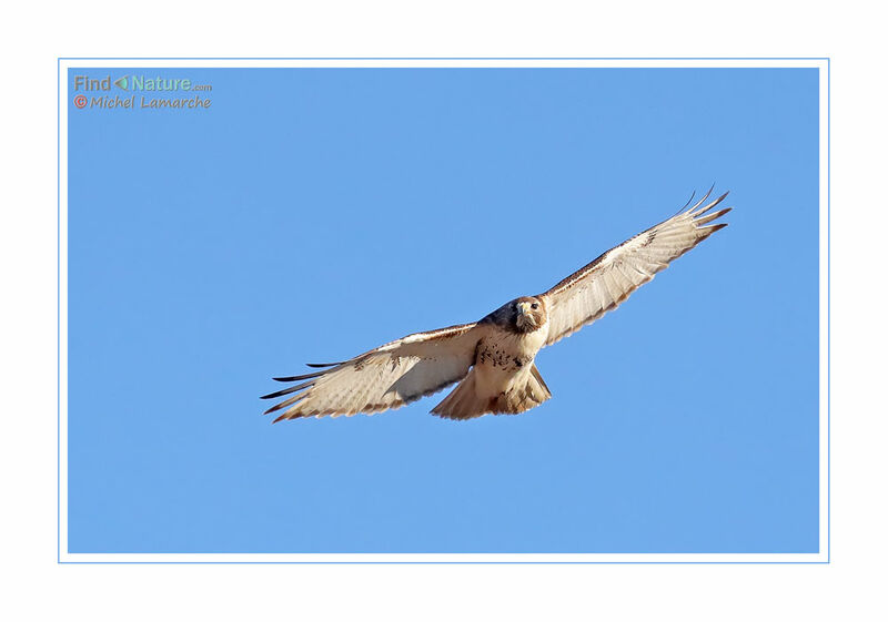 Red-tailed Hawk, Flight