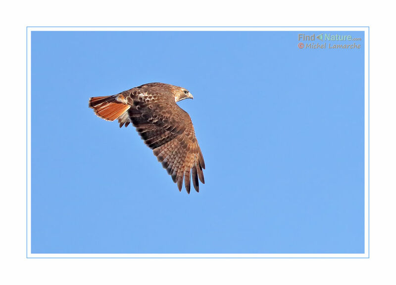 Red-tailed Hawk, Flight