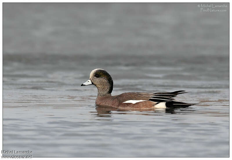 American Wigeon male adult, pigmentation