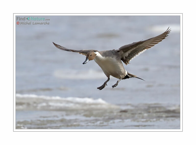 Northern Pintail male adult, Flight