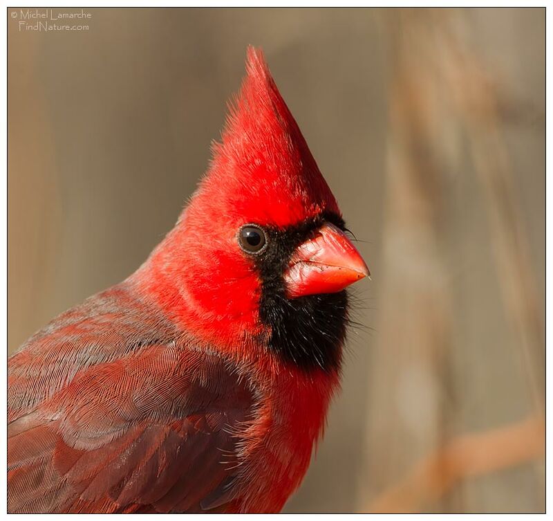 Northern Cardinal male adult