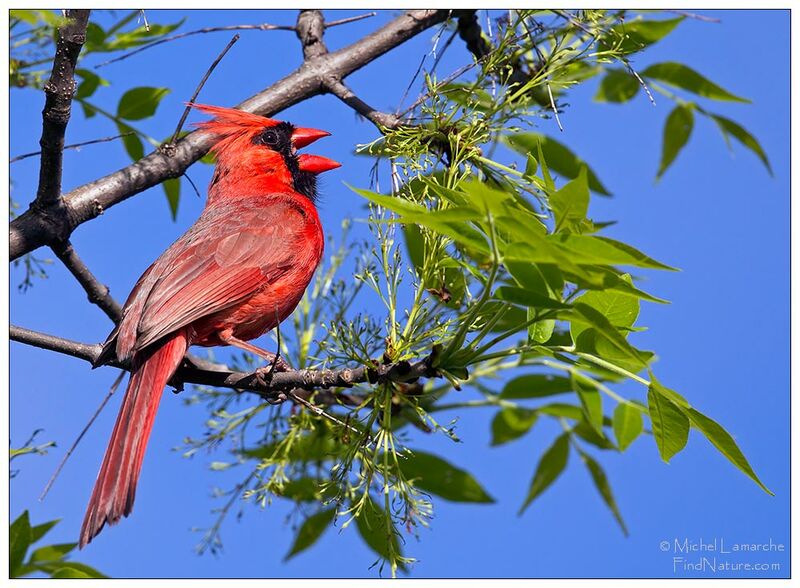 Northern Cardinal male, song