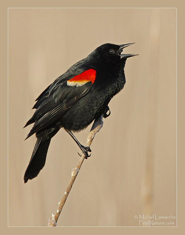 Red-winged Blackbird male adult, identification