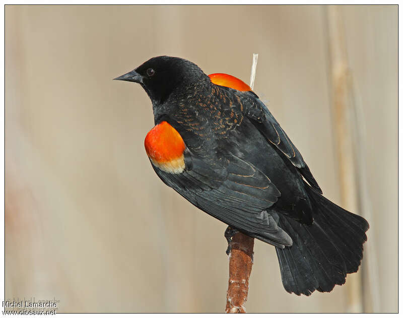 Red-winged Blackbirdadult breeding, pigmentation