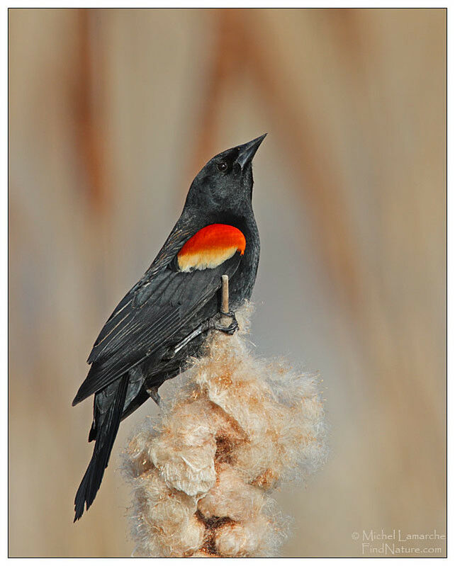 Red-winged Blackbirdadult breeding