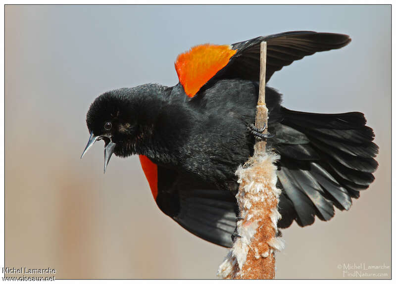 Red-winged Blackbirdadult breeding, habitat