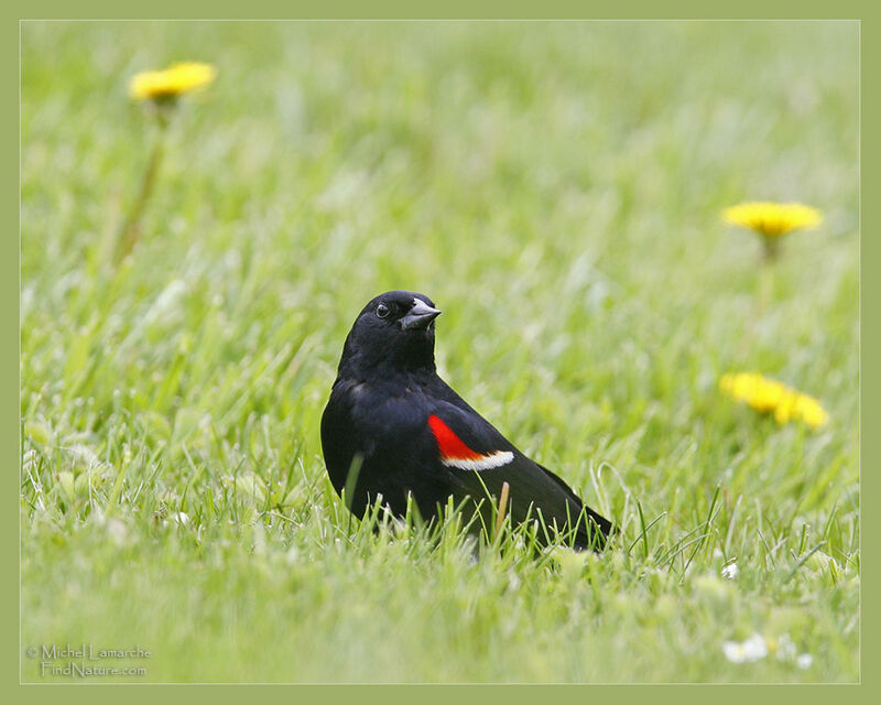 Red-winged Blackbird male adult