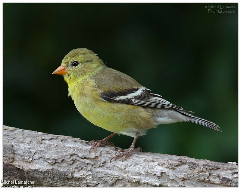 American Goldfinch female adult breeding, identification