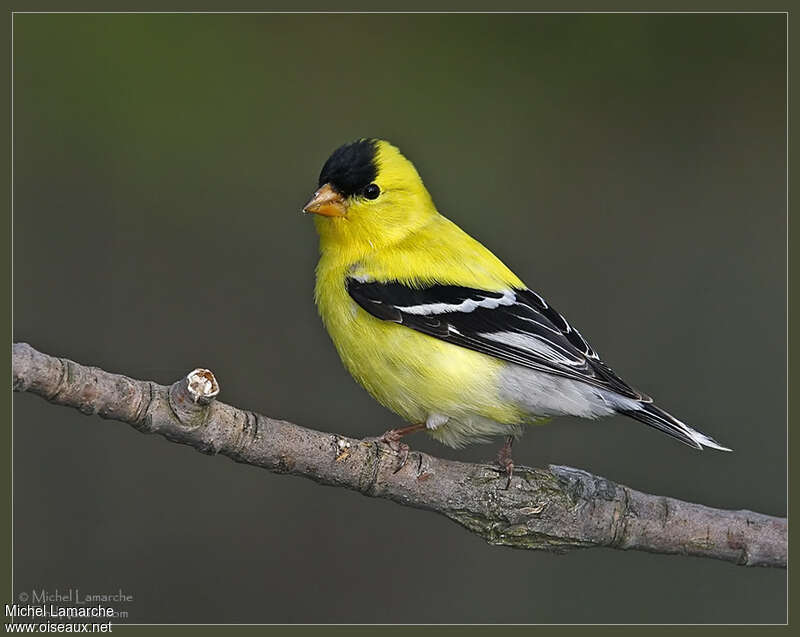 American Goldfinch male adult breeding, identification