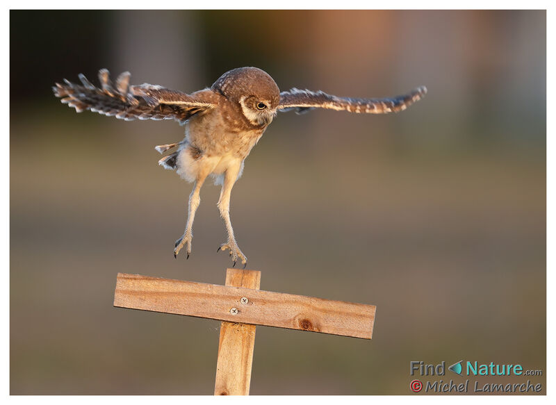 Burrowing Owljuvenile, Flight