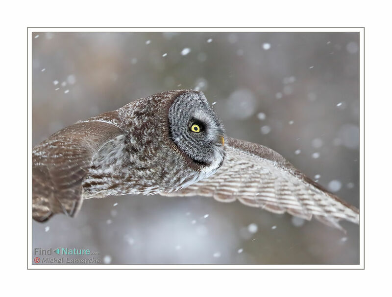 Great Grey Owl, Flight