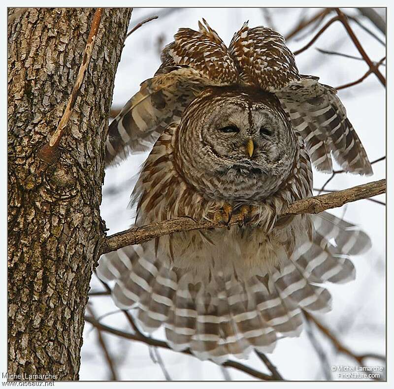 Barred Owl, aspect, pigmentation, Behaviour
