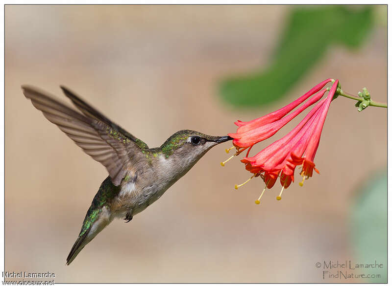 Ruby-throated Hummingbird female adult, Flight, eats