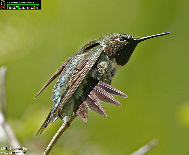 Ruby-throated Hummingbird male adult, pigmentation, Behaviour