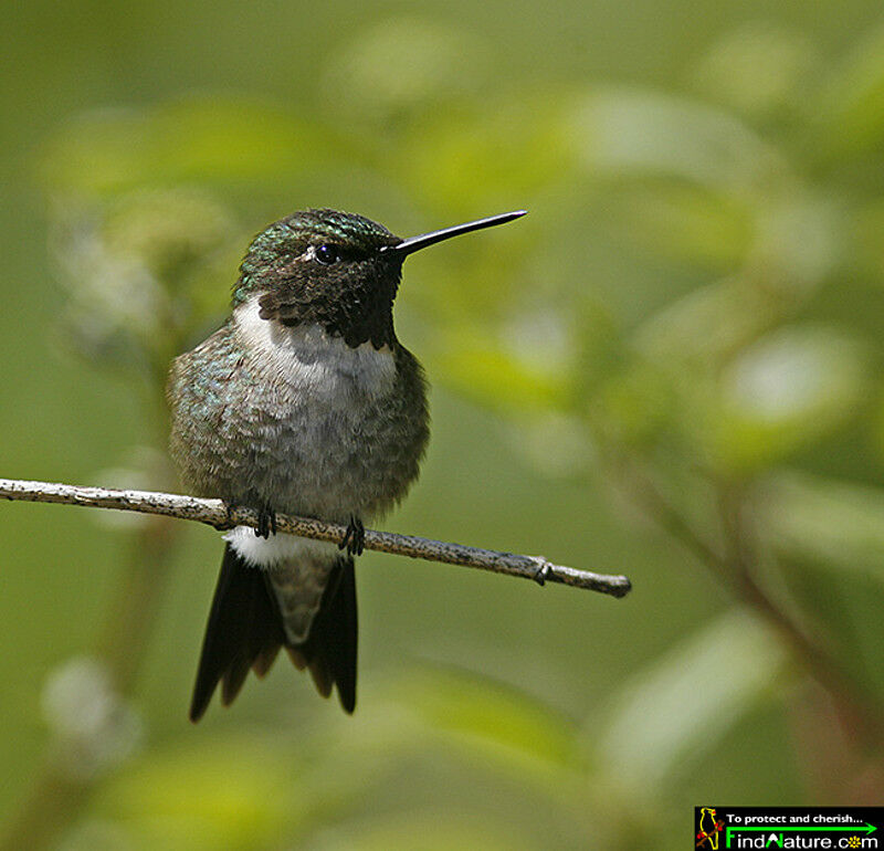 Ruby-throated Hummingbird male adult