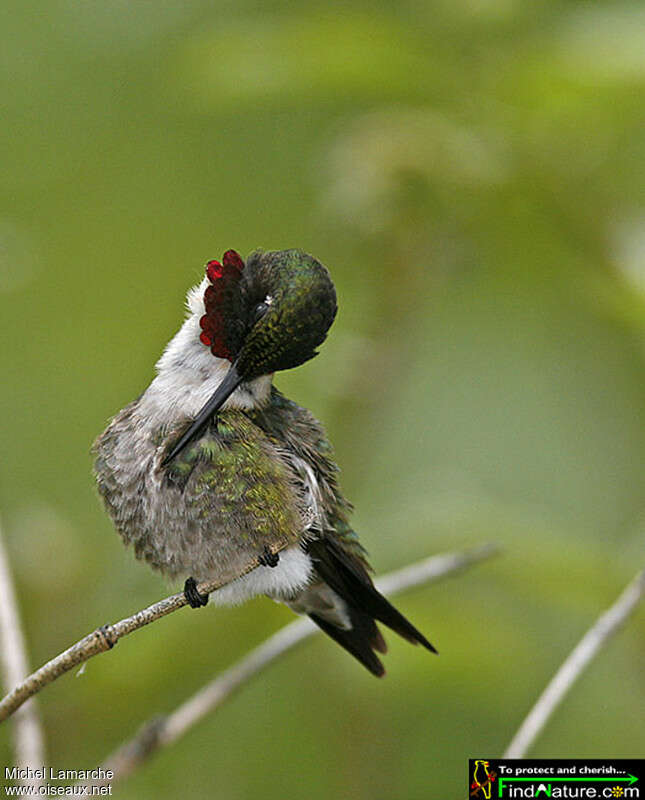 Ruby-throated Hummingbird male adult, care, pigmentation