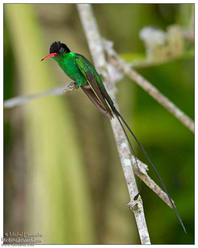 Red-billed Streamertail male adult, pigmentation