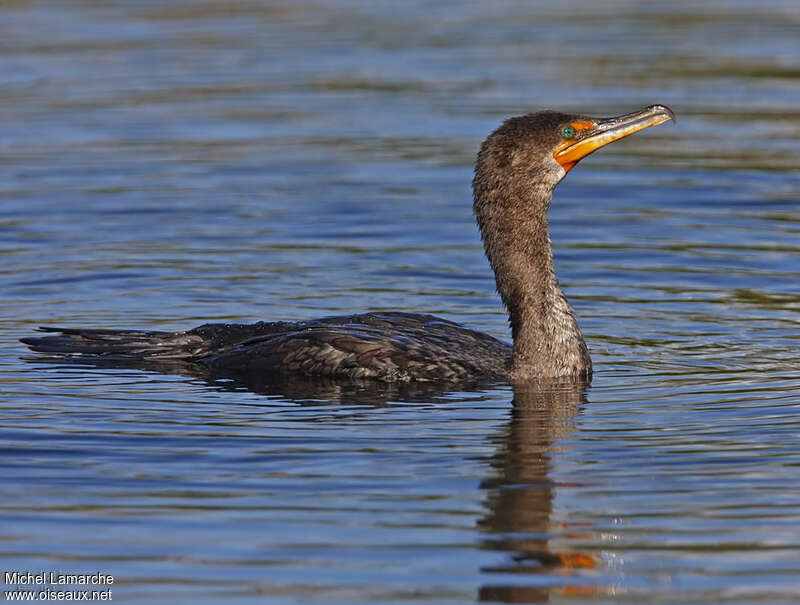 Double-crested Cormorantimmature, swimming, fishing/hunting