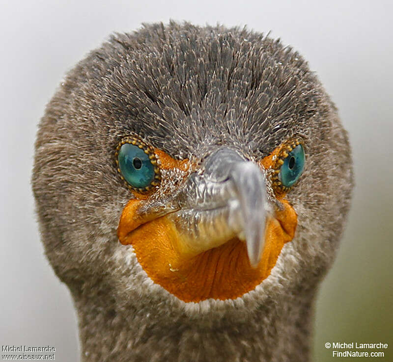 Double-crested Cormorantadult post breeding, close-up portrait