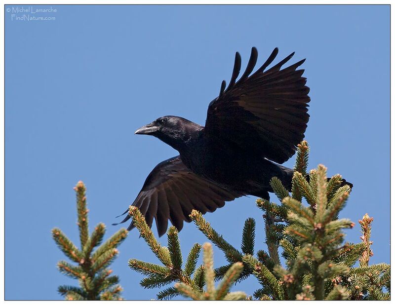American Crow, Flight