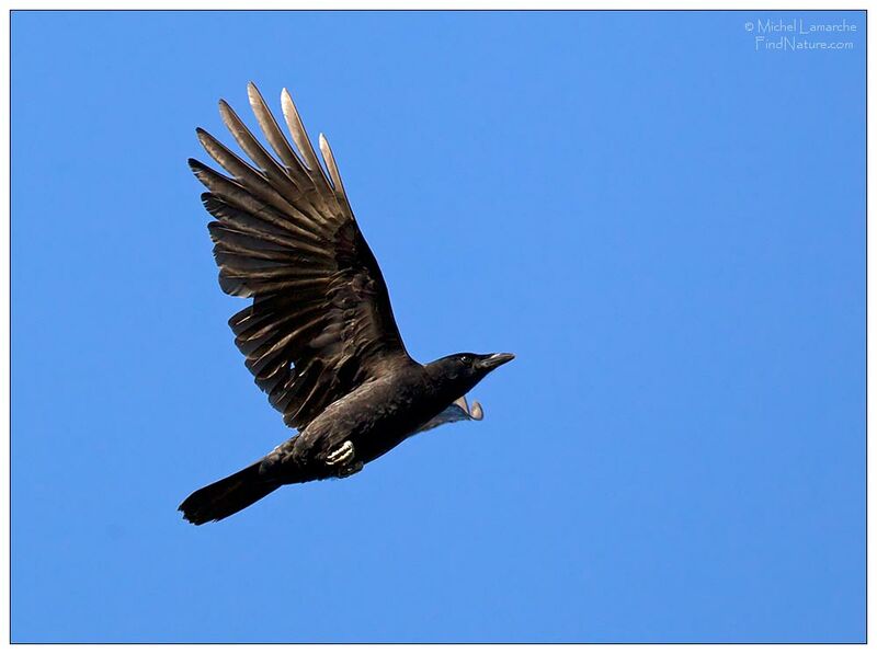 American Crow, Flight
