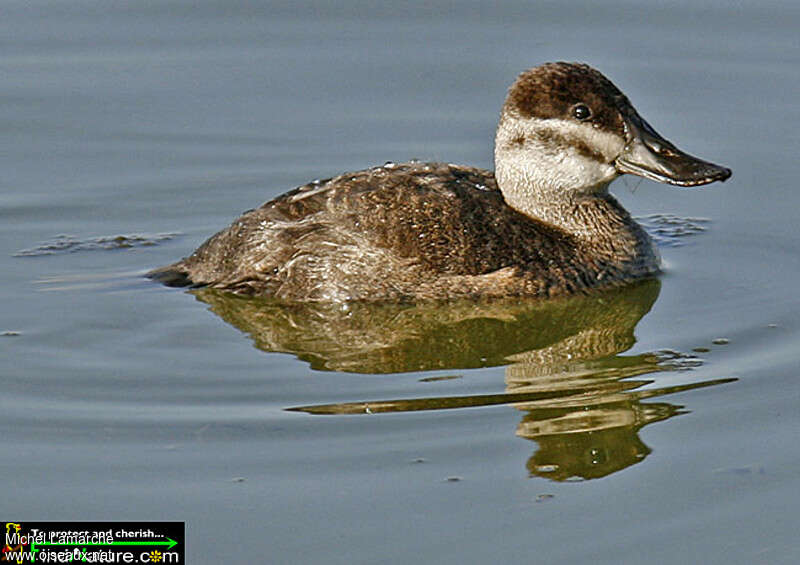 Ruddy Duck female adult breeding, identification