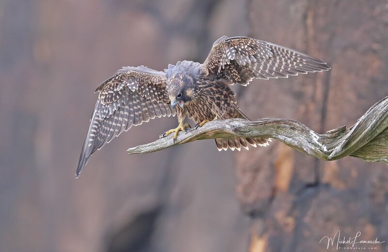 Peregrine Falconjuvenile