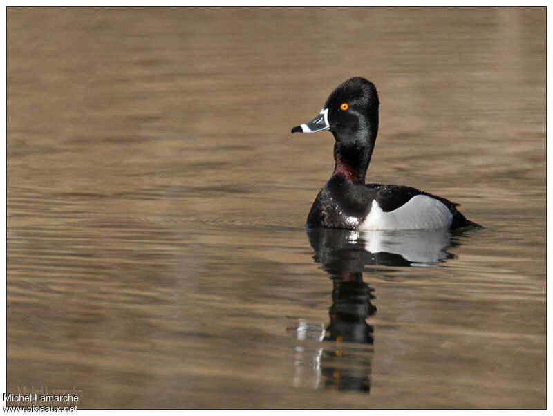 Ring-necked Duck male adult breeding, close-up portrait, pigmentation