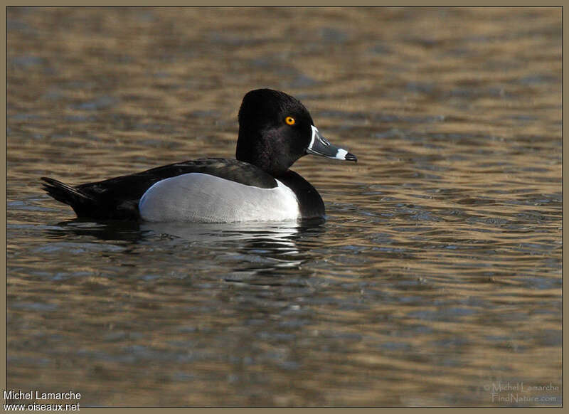 Ring-necked Duck male adult breeding, pigmentation, swimming
