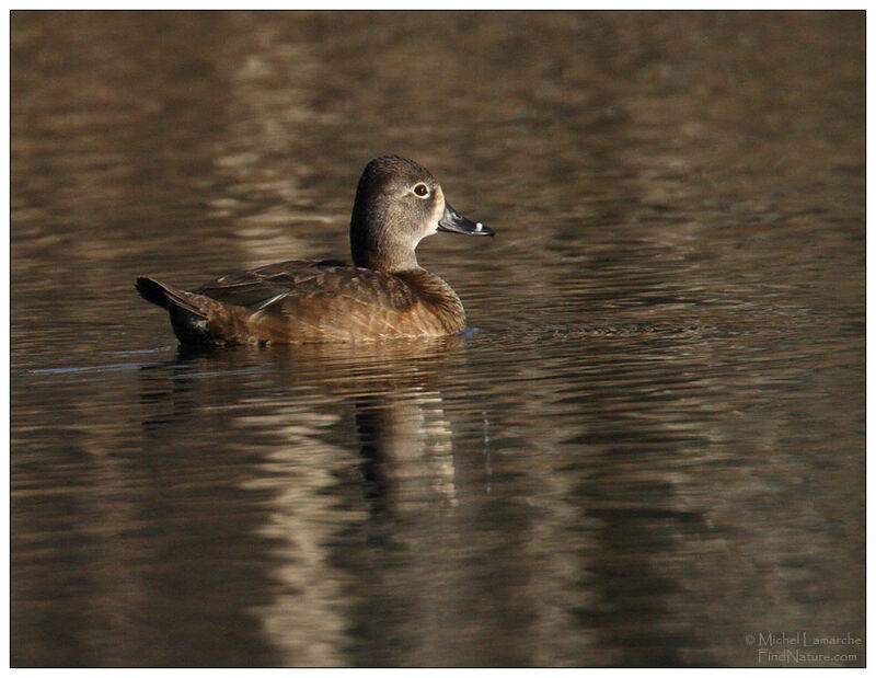 Ring-necked Duck female adult