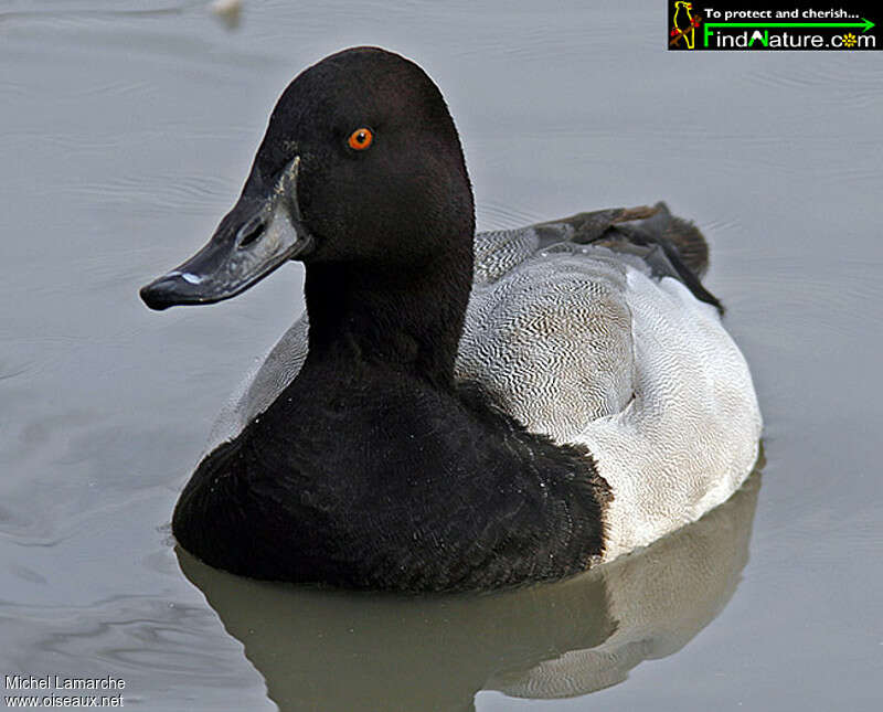 Lesser Scaup male adult