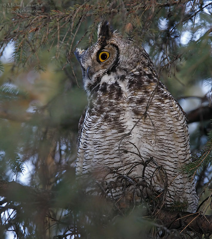 Great Horned Owl, identification