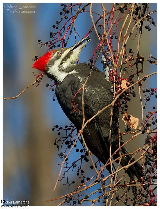 Pileated Woodpecker female adult, pigmentation, eats
