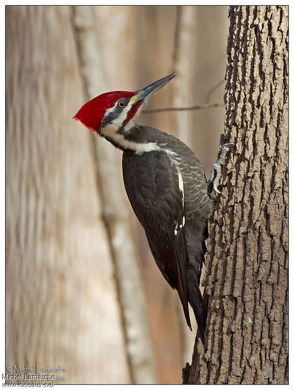 Pileated Woodpecker male adult breeding, identification