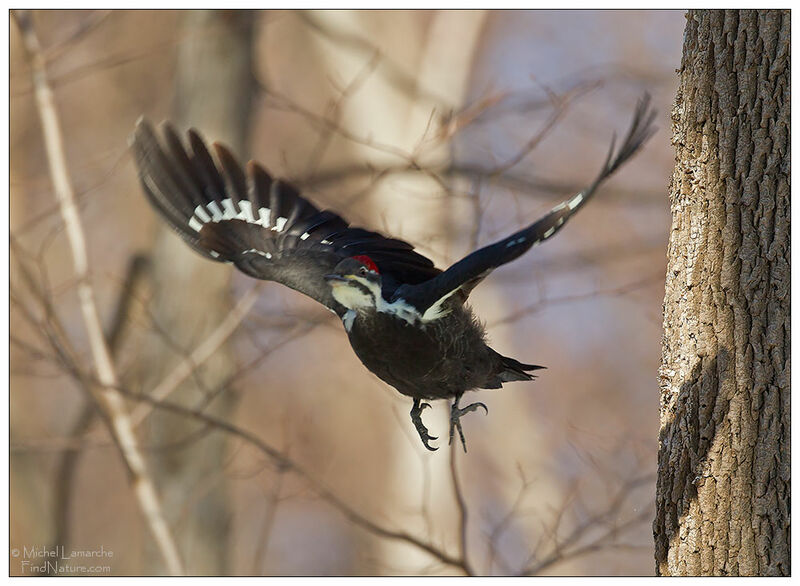 Pileated Woodpecker female adult, Flight