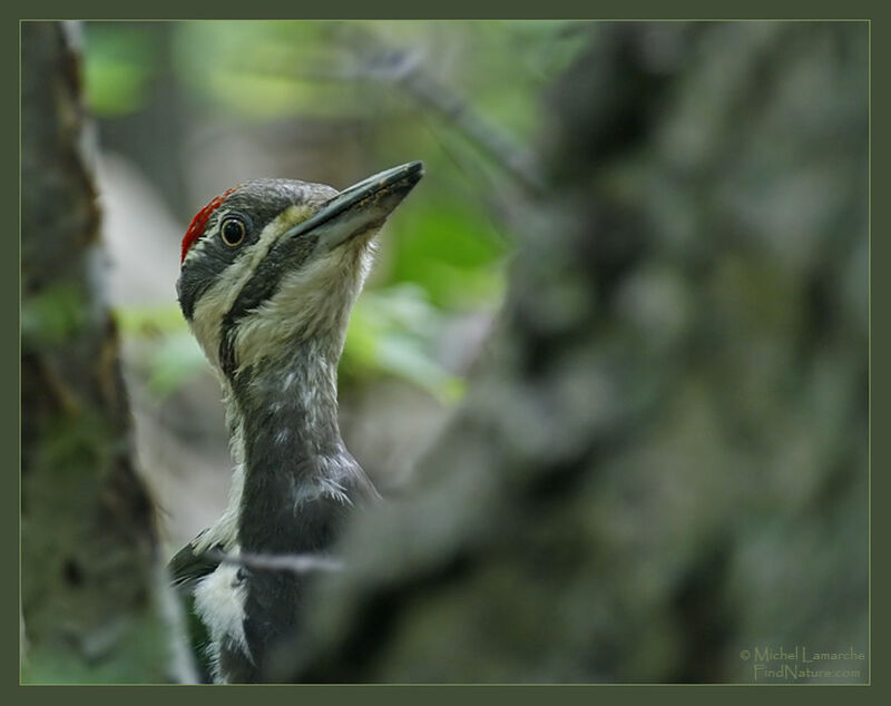 Pileated Woodpecker female adult