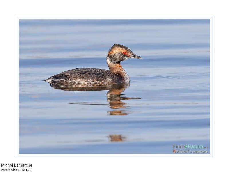 Horned Grebe male adult transition, identification