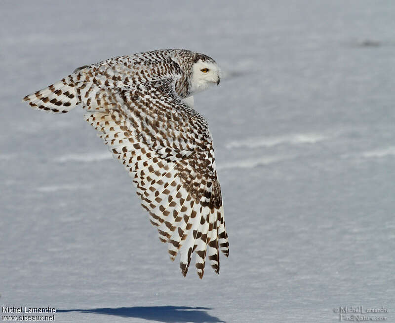 Snowy Owl female adult, Flight