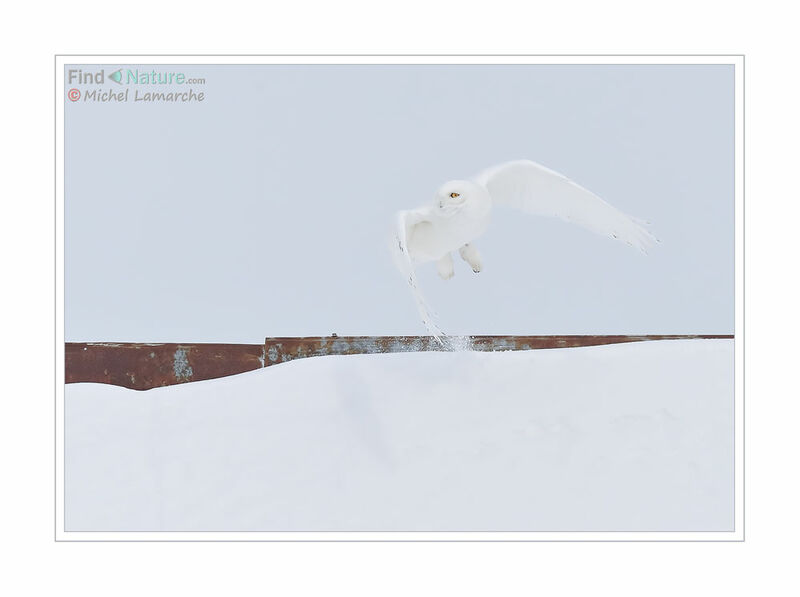 Snowy Owl male adult, Flight